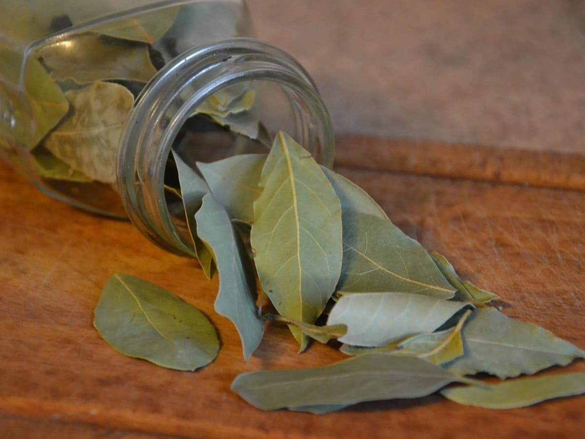 Bay Leaves Benefits and Uses- तेज पत्ते के फायदे, औषधीय गुण, लाभ और नुकसान